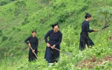 Hỗ trợ 3.000 tấn gạo/năm cho huyện Mường Lát, Thanh Hóa